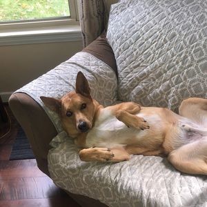 Meet your Posher, Sam